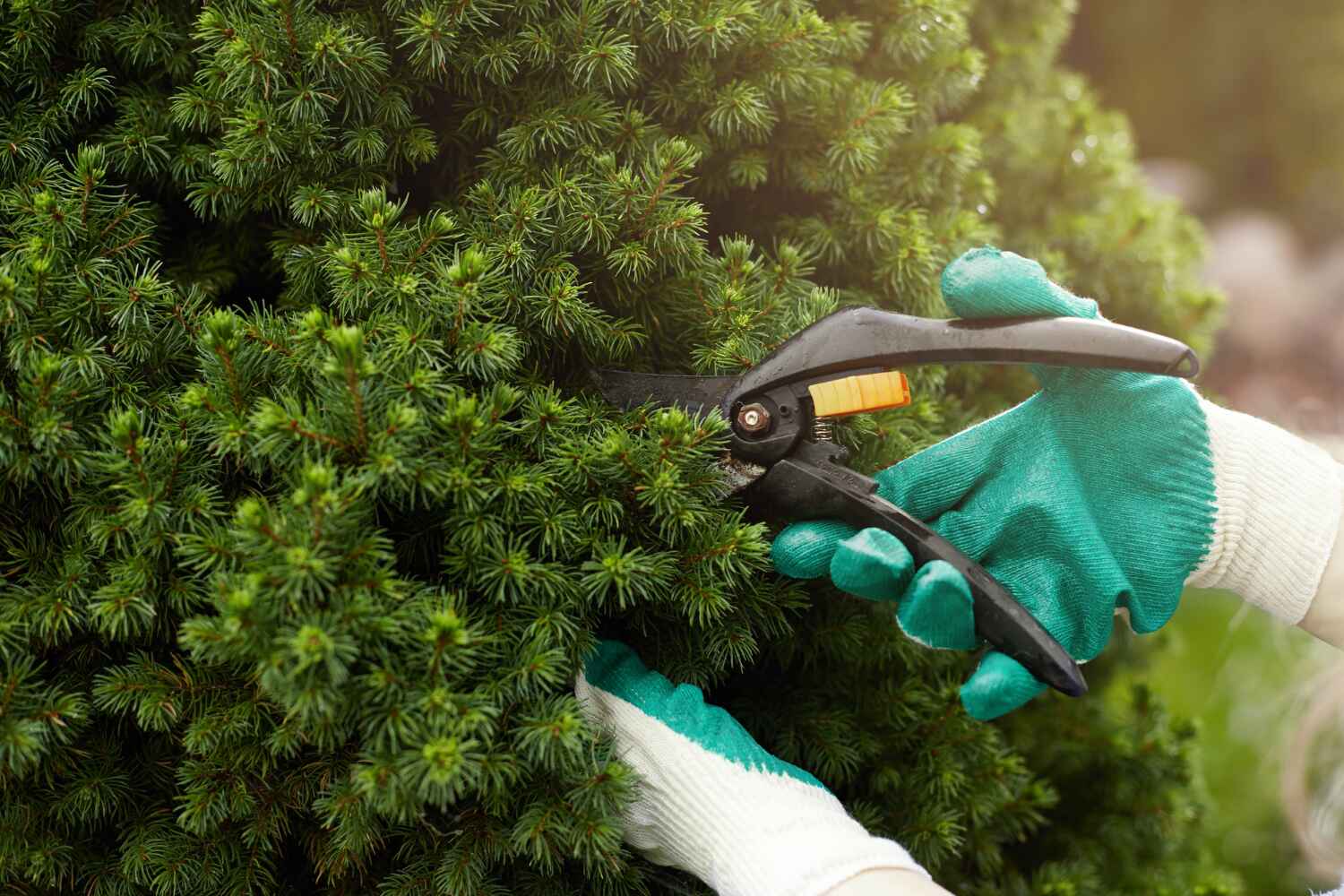 Best Tree Health Inspection  in Marion, PA